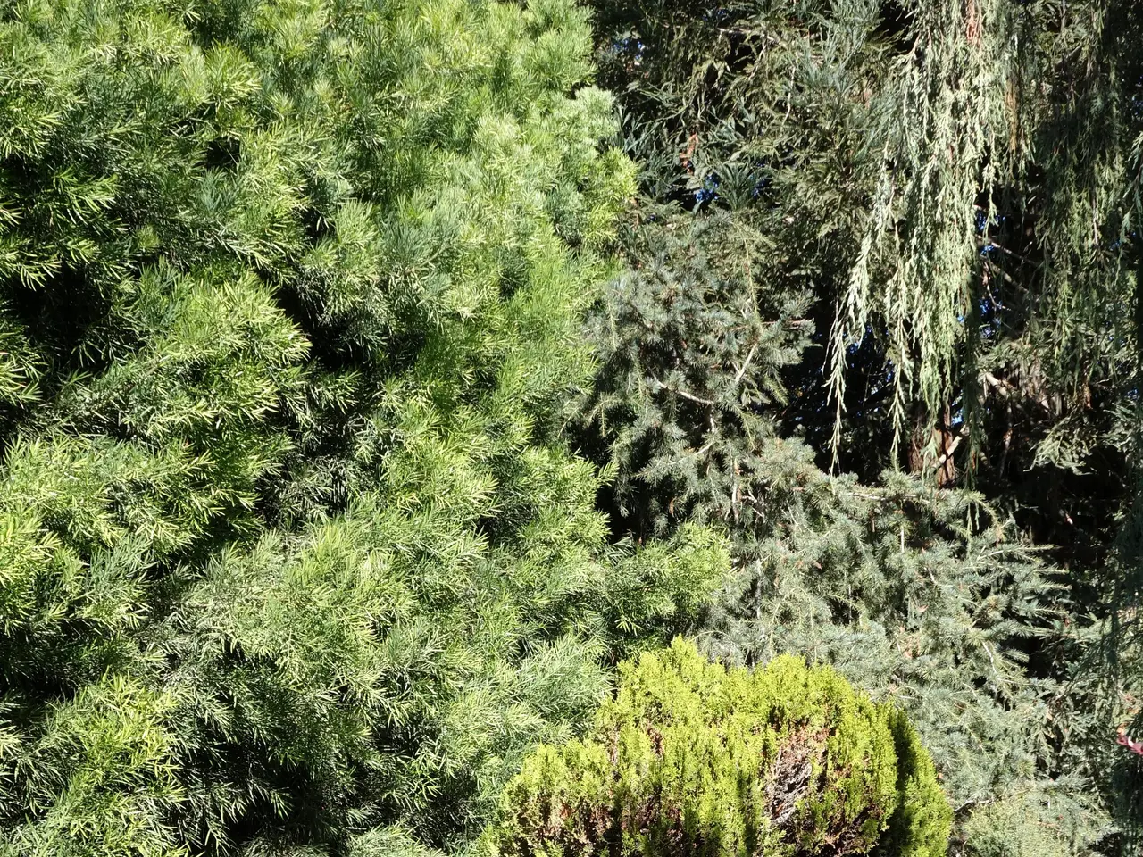 The image shows a garden filled with lots of green plants and trees, with soil at the bottom.