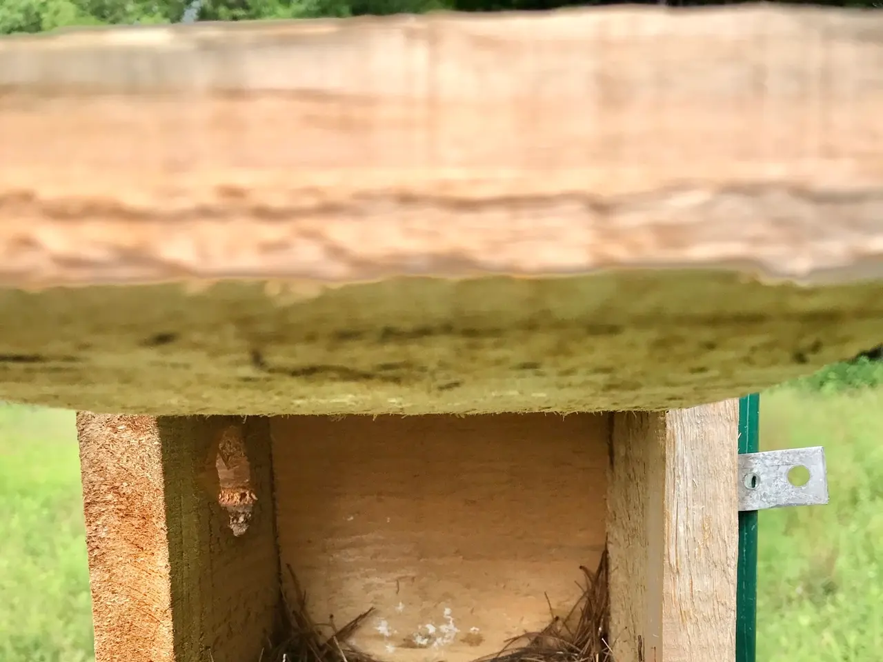The image shows a birdhouse with a nest on top of it, situated in a grassy area with trees in the...