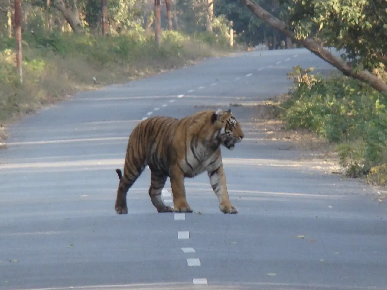 The image shows a tiger crossing the road in the middle of a forest, surrounded by trees and plants...