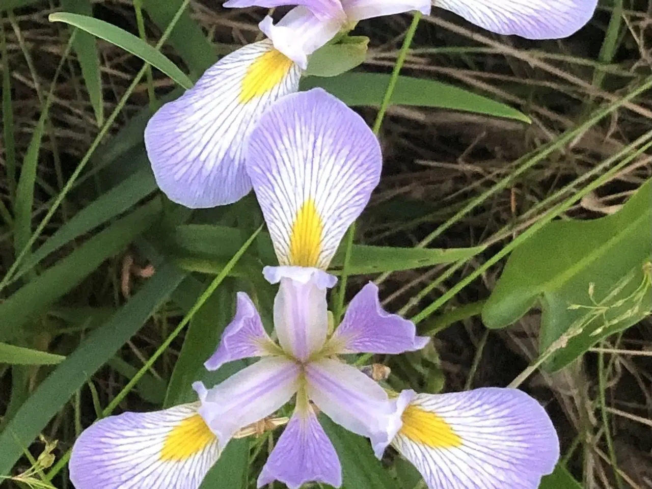 The image shows a close up of a Japanese iris flower with its vibrant purple petals and yellow...