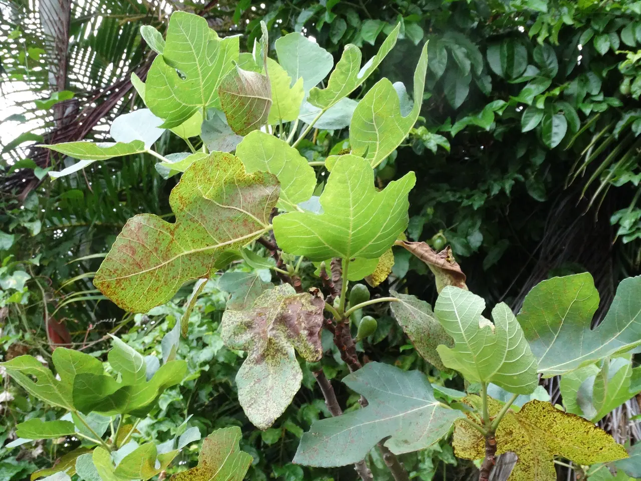The image shows a fig tree in the middle of a garden, with lush green leaves and fruits growing on...