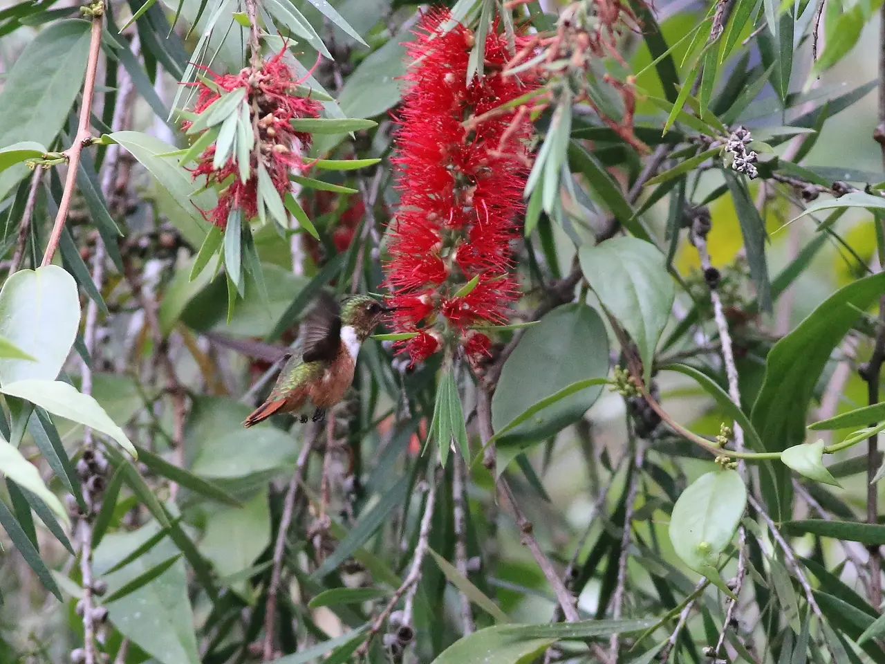 The image shows a hummingbird perched atop a bottlebrush tree, its vibrant red flowers and lush...