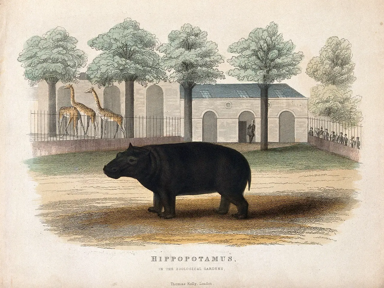 The image shows a hippopotamus in the zoo, surrounded by trees, a fence, a building, and a few...