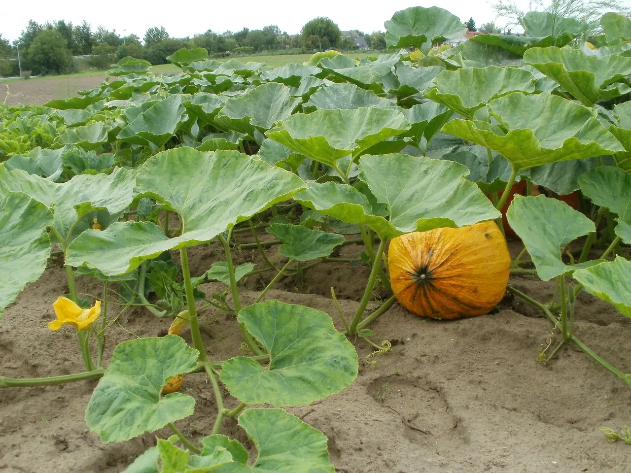 The image shows a field of pumpkins growing in the middle of a field, surrounded by lush green...
