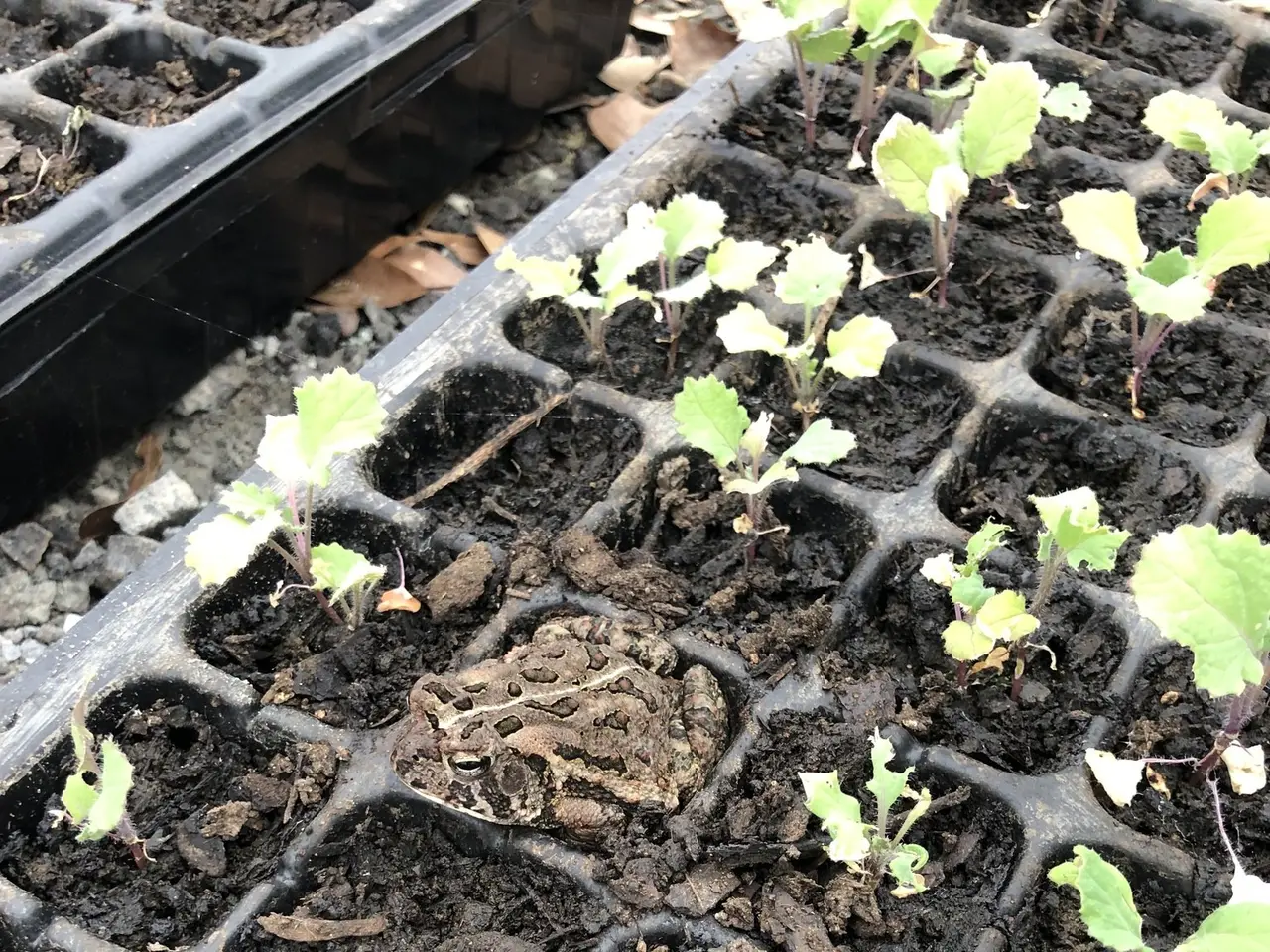 The image shows a close up of a tray filled with seedlings in a greenhouse, with soil and dry...