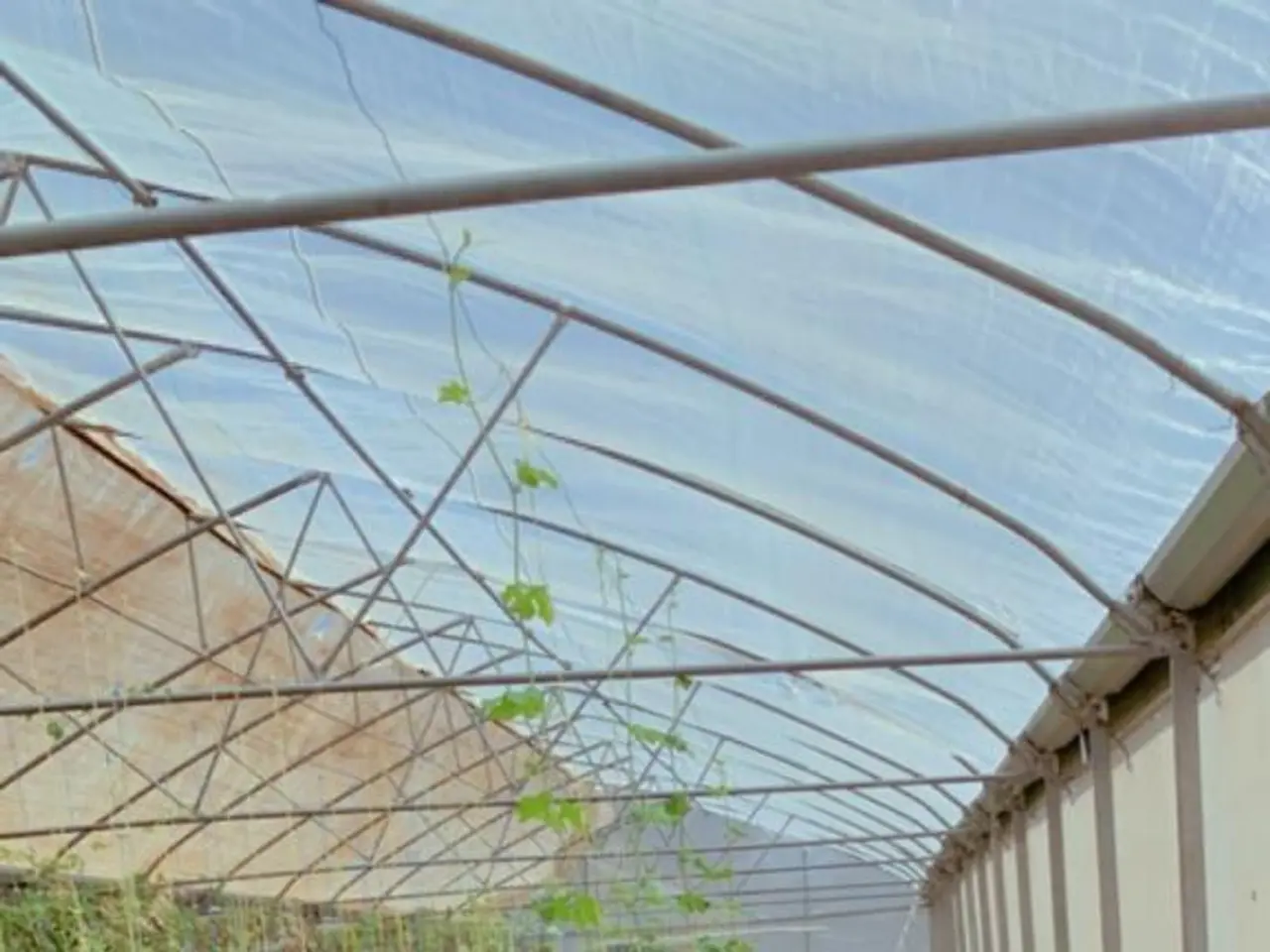 The image shows a greenhouse filled with lots of plants growing inside of it, with a ladder on the...