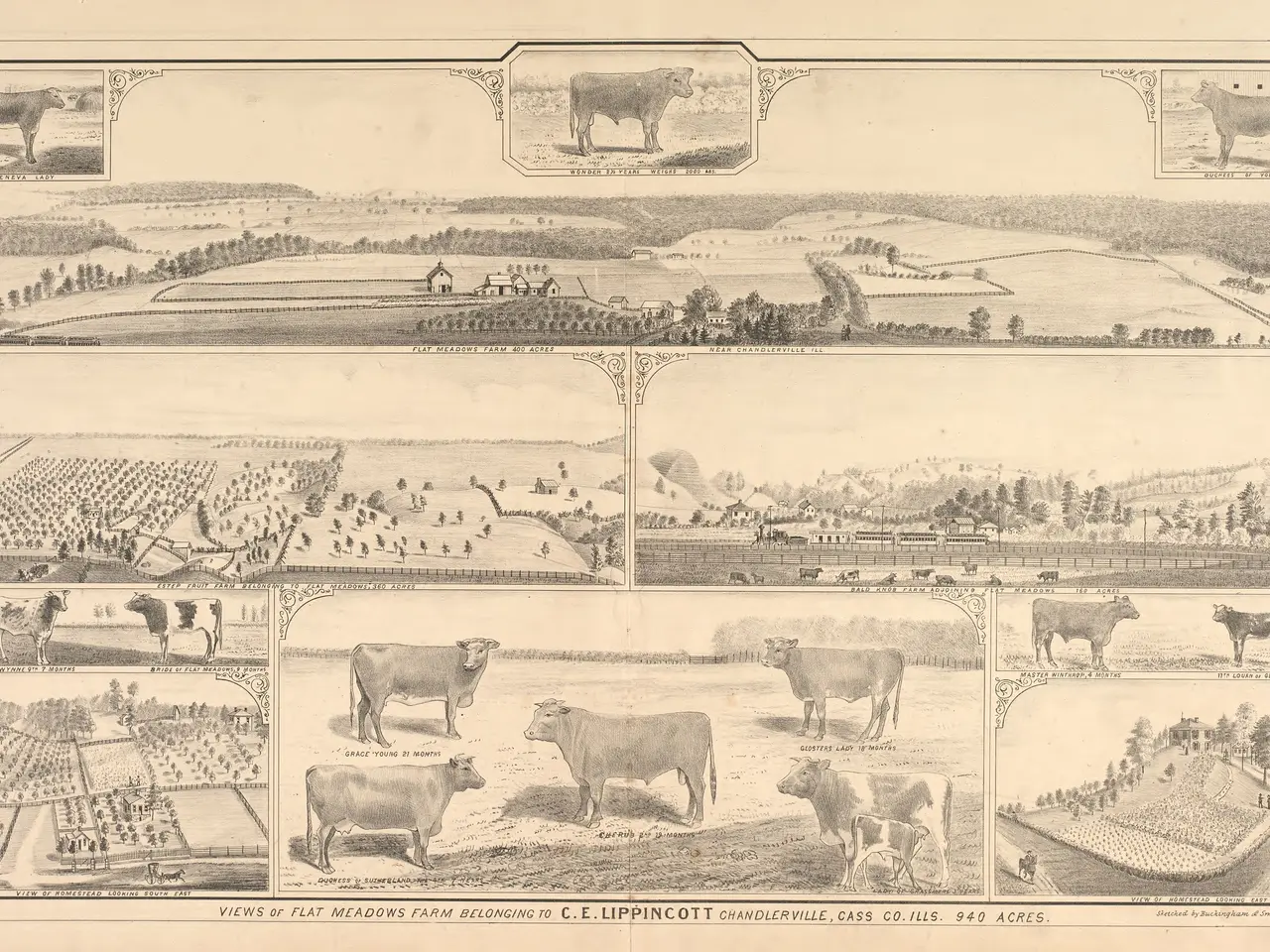 The image shows a paper with pictures of cows, trees, houses, fields, and other objects. At the...
