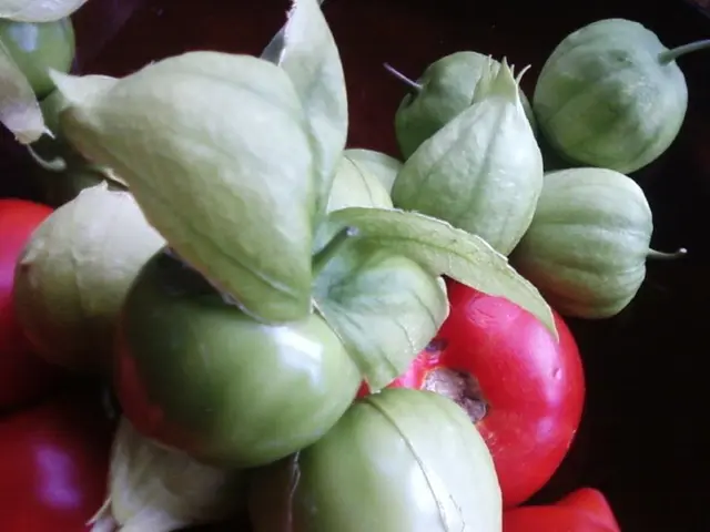 Guidelines for Launching a Vegetable Garden Plot