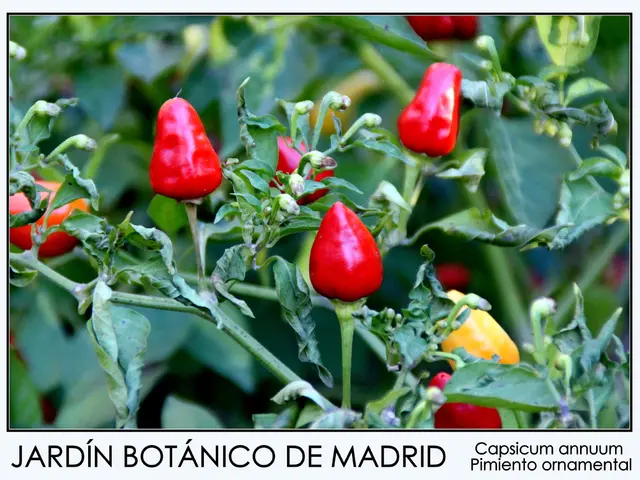 Kitchen staple acts as aversive agent for squirrels, slugs, wasps, ants, aphids, and various pests...