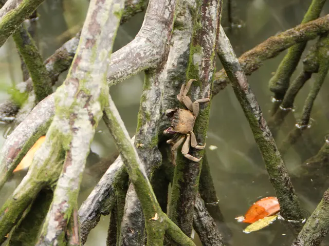 Guide on Cultivating Crab Apples: A Step-by-Step Approach