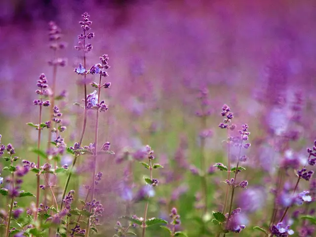Cultivating Lavender from Seeds: A Step-by-Step Guide