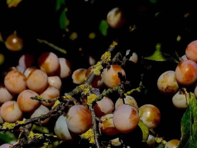 Simple and Affordable Methods for Multiplication of Indoor Plants: A Comprehensive Guide to...