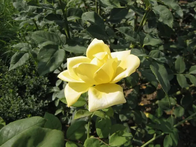 Is it advisable to trim yellow foliage from indoor plants or allow them to drop naturally?