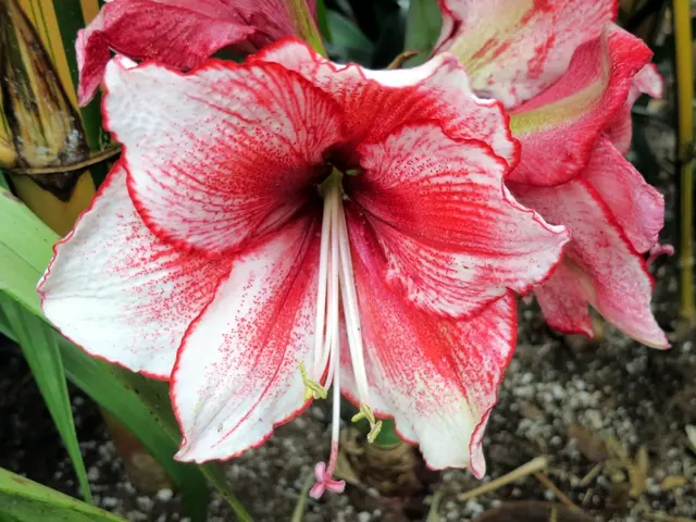 Optimal Soil Conditions for Vibrant Fittonia Plant Growth