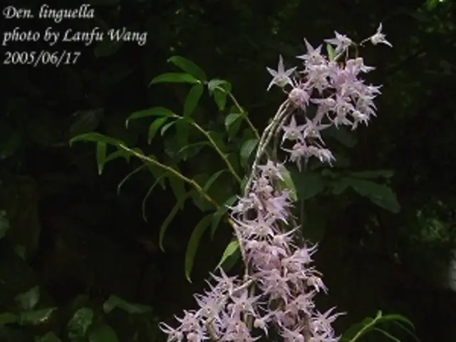 Holiday-friendly Poinsettia Varieties to Enhance Your Festive Decor