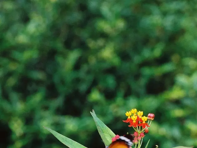 Butterfly-Attracting Perennials: Top Picks for a Garden Filled with Flutterby Friends