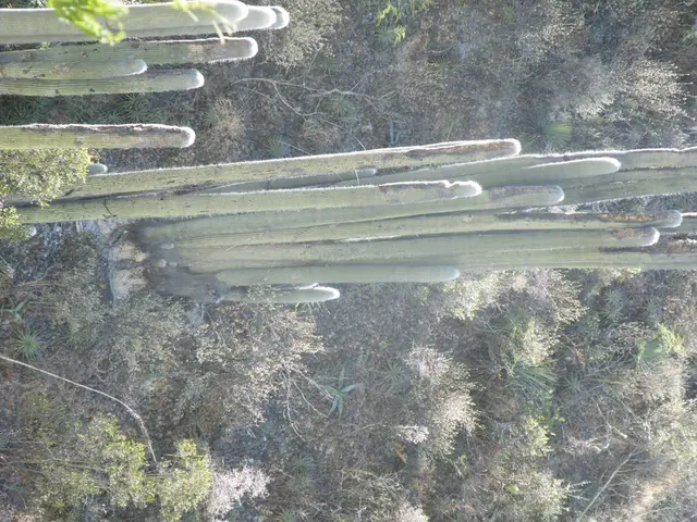 Ideal Combination of Soil for Thriving Anthurium Plants