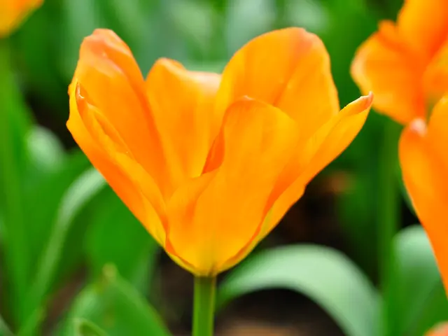 July Pruning Essentials: 8 Plants That Need Trimming Now to Maintain Health and Vitality - Timing...