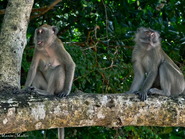 Monkeys Scaling Arboreal Structures in 15 Different Regions Globally