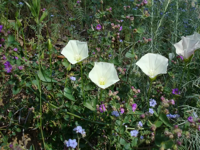 Transform your garden into a vibrant wildflower sanctuary by purchasing these excellent seed bombs...
