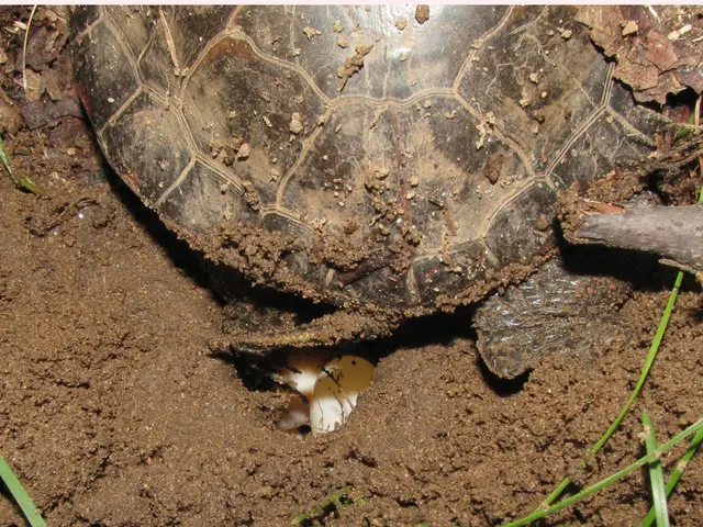 Soil with Coarse Grains: A Blessing or a Curse for Your Plantlife?