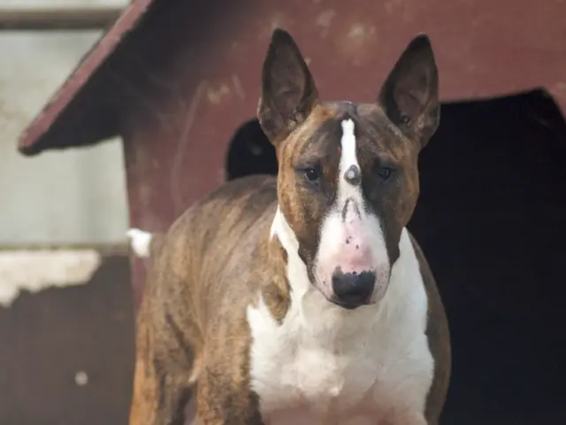 Cameras for pets: Worth the investment? I underwent a trial to determine their value!