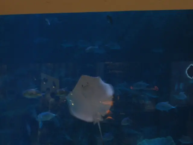 Managing a Giant 215,000 Gallon Saltwater Aquarium at Minnesota Zoo