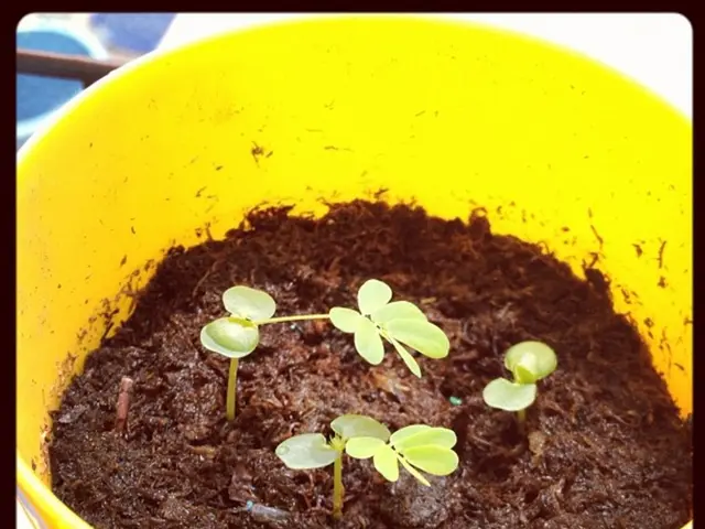 Creating a Self-Sufficient Terrarium Eco-System: A Comprehensive Guide