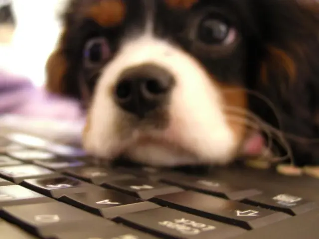 Overcoming problematic dog recalls? Trainer's suggestions provide a solution