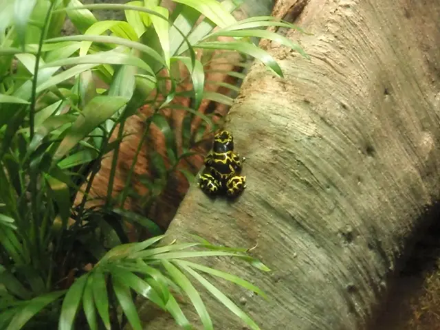 Organic Approaches to Ward off Termites in Your Garden: Eco-Friendly Methods for Pest Management