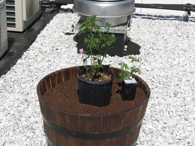 Creating a Self-Sustaining Miniature Ecosystem: A Comprehensive Guide