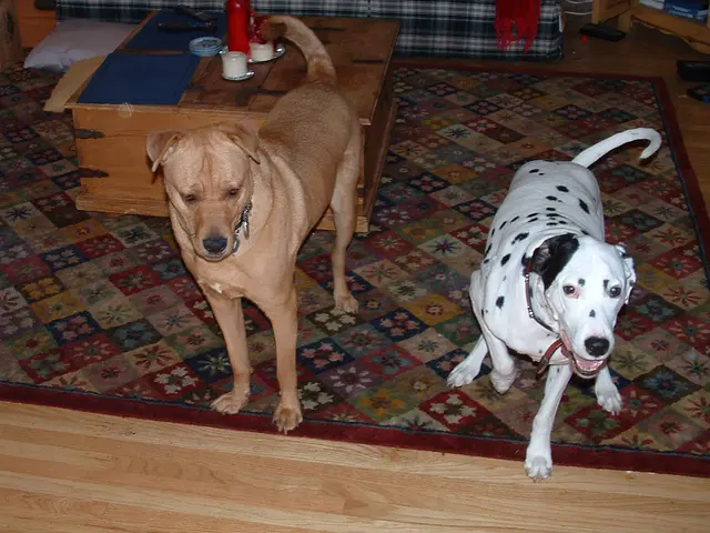 Eliminate Mouse Urine Marks on Concrete Surface Floors