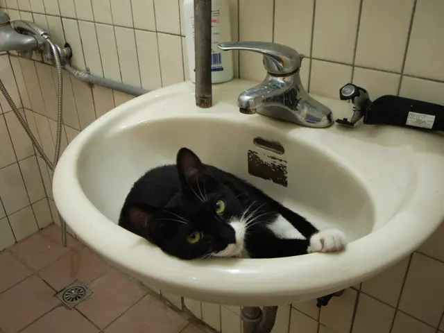 Removing Strong Feline Odor from Upholstery: A Comprehensive Guide