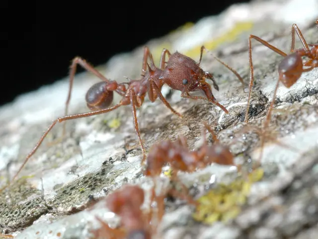 Strategies to Deter Flying Ants: Exploring 5 Methods for Pest Prevention