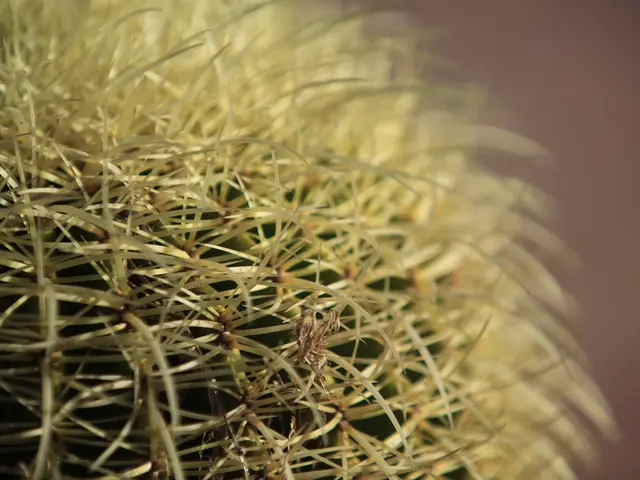 Caring for and Growing Hoya Kerrii Plants in Full Detail