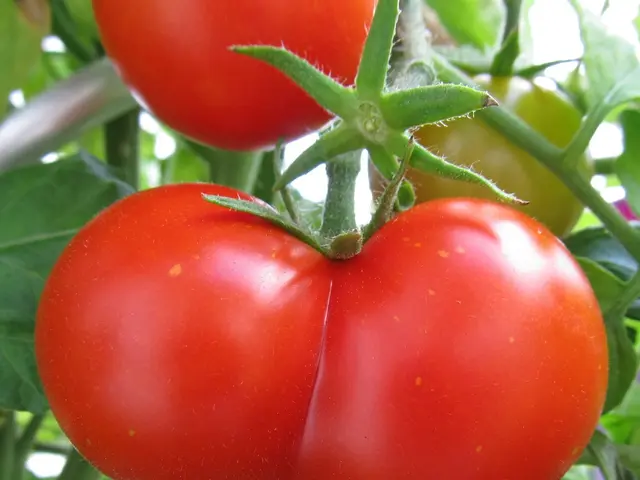 guide on supporting tomato plants for optimal production through trellising techniques