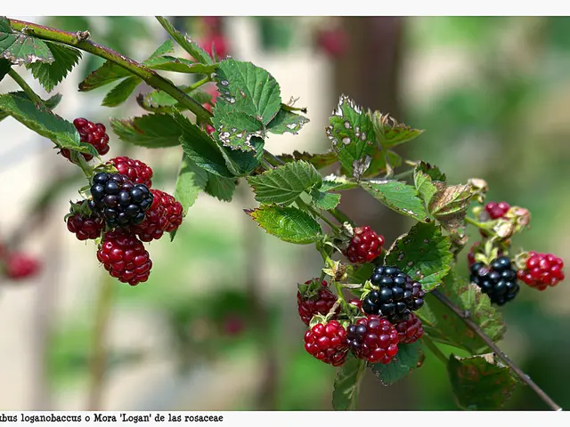 Guide for Cultivating a Sweet Chestnut Tree