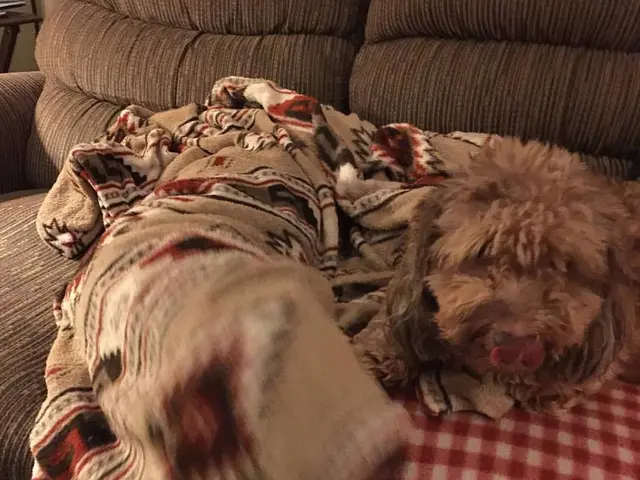 Seasonal Sofa Covers: Advantages and More Expanded Uses