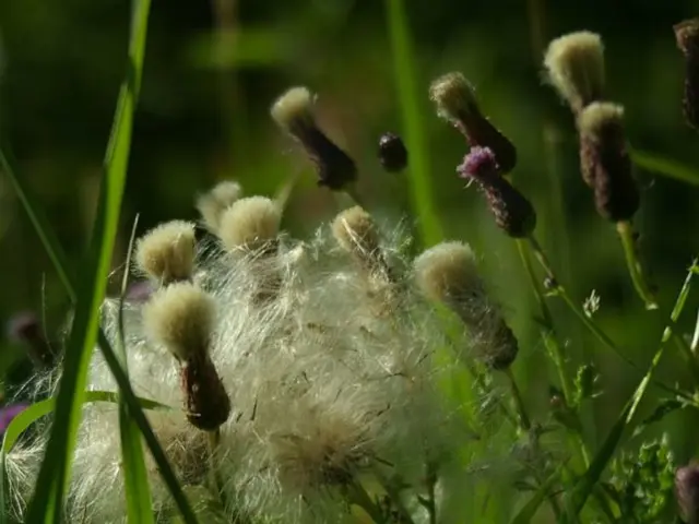 Soil Enrichment Methods through Crop Rotation Techniques