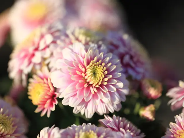 Explore Beyond Standard String Lights: Unveiling Sophisticated Garden Lighting Choices with a Touch...