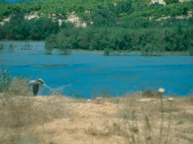 Affordable Drought-Resistant Landscaping Suggestions for Water and Finance Conservation