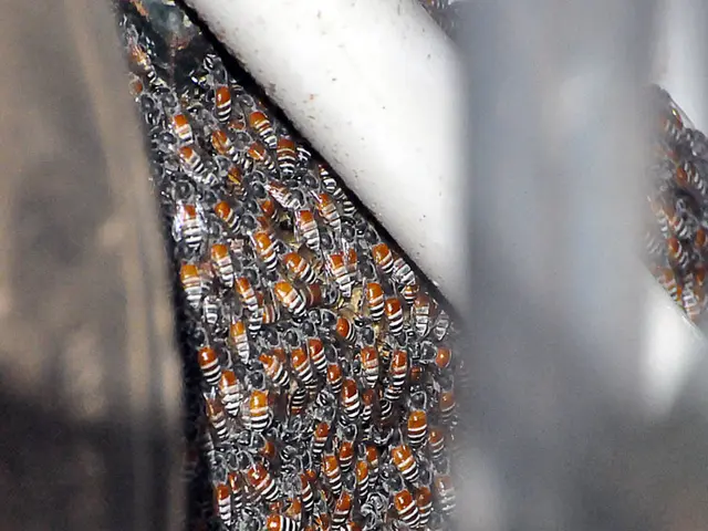 Gardenuity's Guide on Preparing Herb-Infused Honey