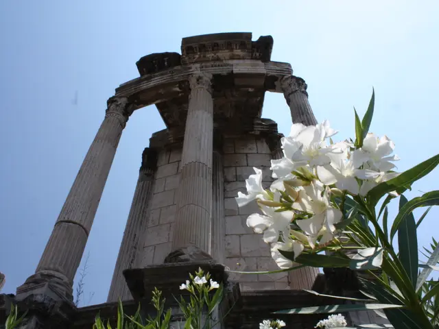 Terrarium Making Essentials: Top Choices of Begonia Species and Comprehensive Guide