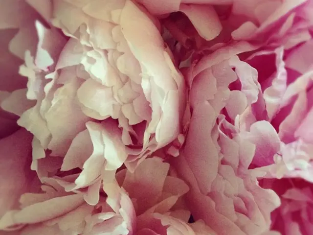 Most Costly Blossoms (and Additional Petals That Can Empty Your Wallet)