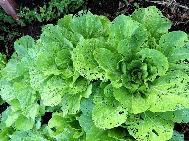 Guide for Cultivating Spinach in Containers