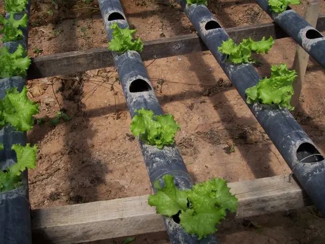 Instructions for Installing AngularJS on Debian 12 Using Node.js Version 22