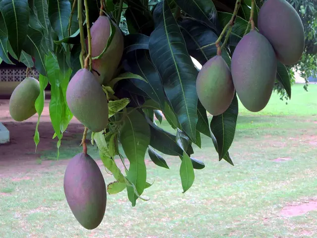Experiences from Our Visitors at Getfarms Mango Orchards: Tales Recounted