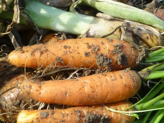 Strategies for Evading Carrot Root Fly Infestations