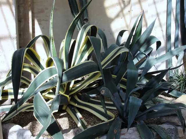 Arrival of 'Designer' Red Pineapples in the United States