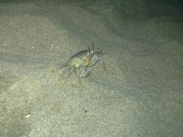 Sandcat Ufuk recently resides at the Green Zoo